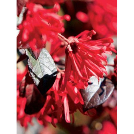 Loropetalum chinense 'Ever Red'® Pot de 7,5L/10L (1/2)