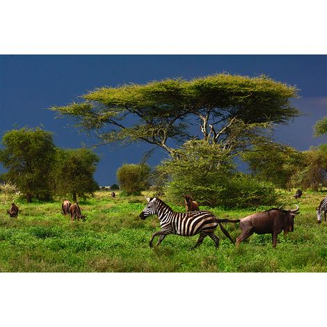 Papier peint panoramique paysage savane Tapisserie panoramique zèbres et buflles pour escalier Papier peint panoramique animaux (1/2)