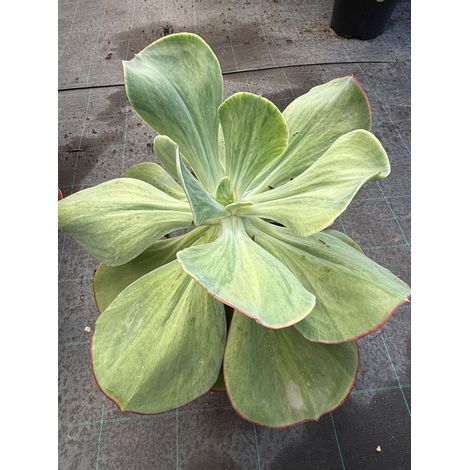 pianta di Echeveria gigantea succulenta (pianta grassa)
