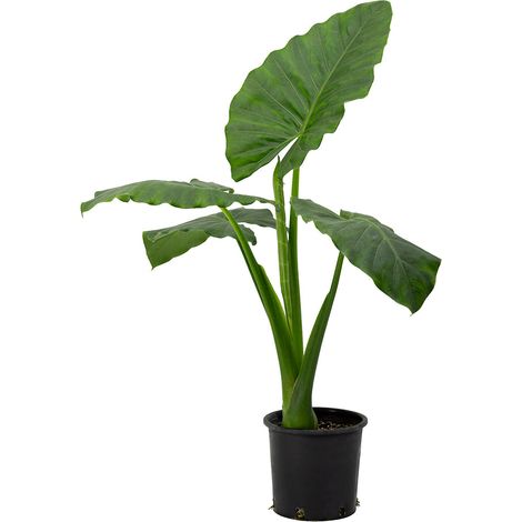 Alocasia macrorrhiza - orecchie di elefante - vaso 18 cm (1/3)