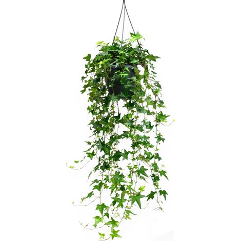 Gardenaria Edera - Hedera helix 'Jacobine' - Pianta da interno ornamentale - Altezza: 50 cm (vaso 19) (1/5)