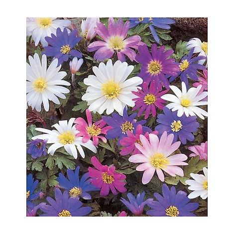 ANEMONE BLANDA - 20 BULBES