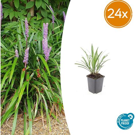 Lot de 24 Liriope muscari 'Ingwersen' Plante Couvre-sol Persistante Fleurs Violettes Ø9cm 10-25cm - PANGIVO (1/5)