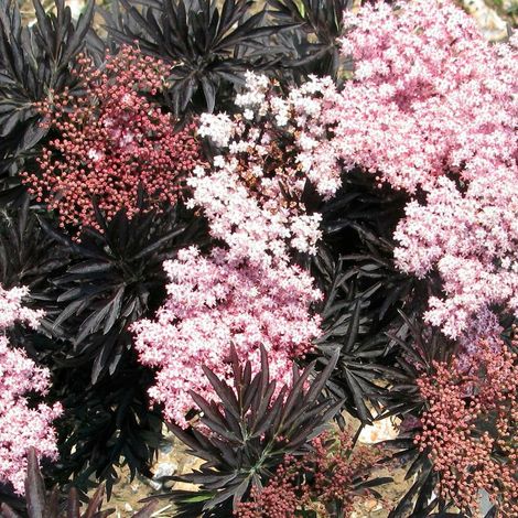 Sureau noir Laced Up® 'SNR 1292', Sambucus/Pot de 3L - 20/40 cm