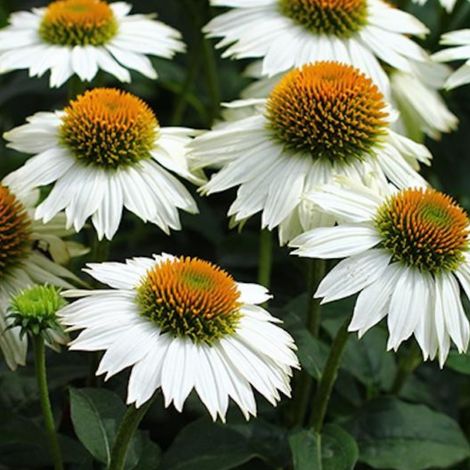 4 x Rudbeckia pourpre 'Pow Wow White' - godet 9x9 cm