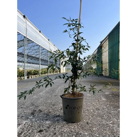 Gardenaria Rosa 'Banksiae Lutea Plena' - Rosa da giardino - Altezza: 90/100 cm (vaso 19)