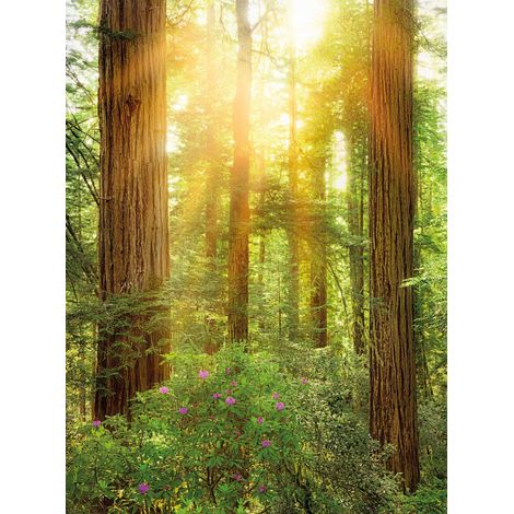 Papier peint panoramique naturel Redwood (1/4)
