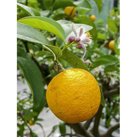 Citron rouge 'Volkameriana' Pot de 4L/5L, 1/4 de tige (1/2)