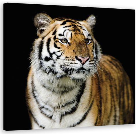 Quadro su tela, Tigre maestosa - 40x40 (1/4)