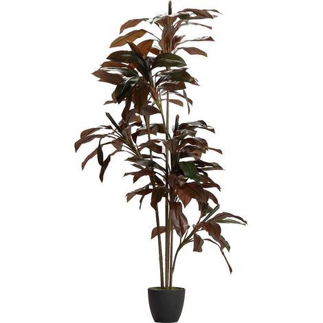 Plante Ordyline Fruticosa 80X80X170 Cm (1/2)