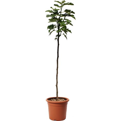 Pianta di Fico - Ficus Carica - Alberello da Frutto - Vaso Ø 24 cm