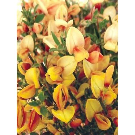 Genêt 'Apricot Gem' Pot de 2L/3L