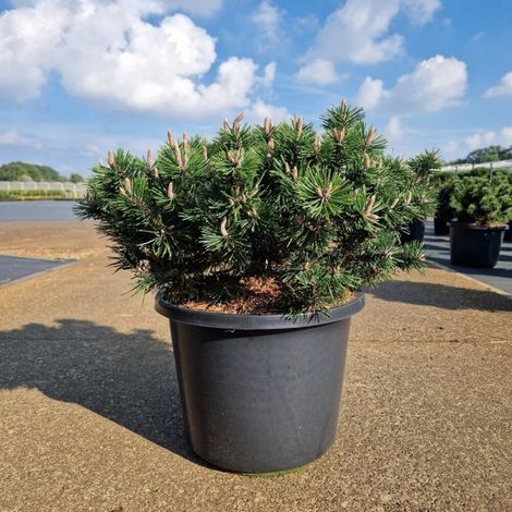 Pin de montagne 'Humpy' Pot 12L 35/40cm - Pinus mugo Humpy (1/2)
