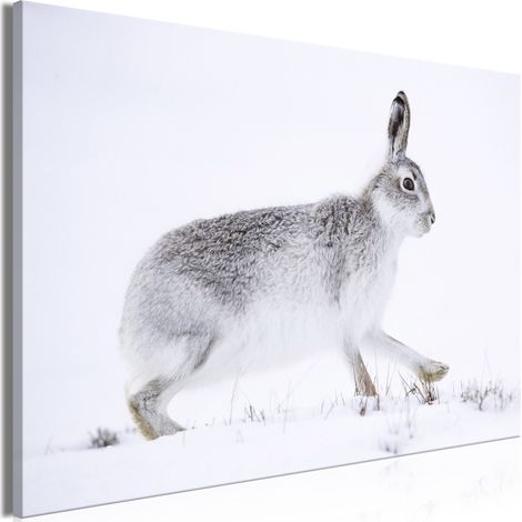 Bild – Hase (1-teilig) breit (1/3)