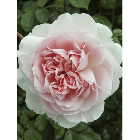 Rosier anglais 'Wildeve' Pot de 4L/5L (1/4)