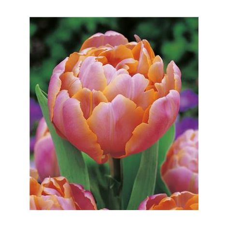 TULIPE PINK STAR 5 BULBES