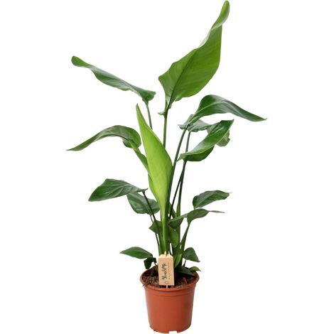 Strelitzia Nicolai - Oiseau de Paradis - Plante d'Intérieur Exotique - Pot Ø19 cm - 90 cm - PANGIVO (1/4)