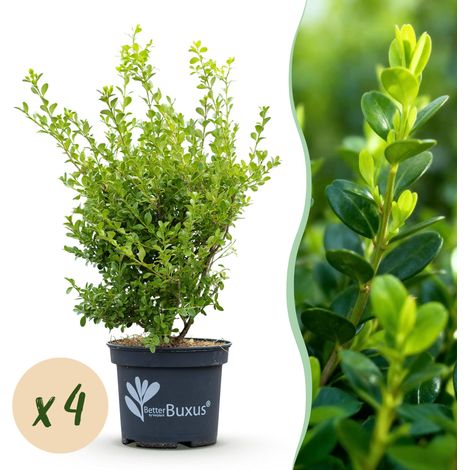 Buis Babylon Beauty pour Haie Résistant Maladies et Pyrale Lot de 4 Plantes 50-55 cm - PANGIVO (1/5)