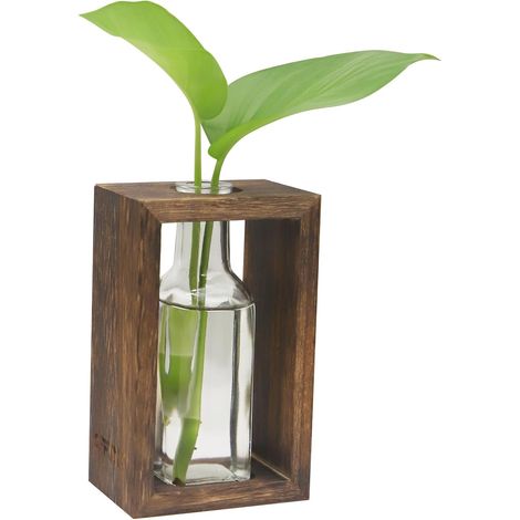 Pflanzenvermehrungsstation aus Glas mit Holzständer (1/5)