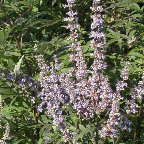 Arbre au poivre Latifolia, Vitex, Gattilier/Pot de 4L - 40/60 cm