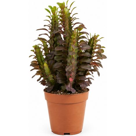 Bloomique - Euphorbia Trigona Rubra - Arbre à lait africain - Plante grasse - Plante d'intérieur - Feuilles teintées de rouge - Nécessite peu d'eau - Entretien facile - Hauteur 20-25 cm - Pot 12 cm (1/5)