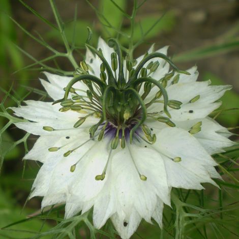 Graines de Nigelle de Damas Miss Jekyll Blanche - Nigella damascena le sachet de 300 graines (1g) (1/2)