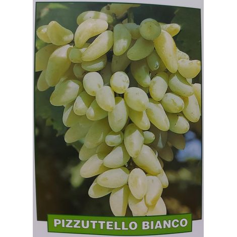 Uva Pizzutello bianco - pianta di 3 anni