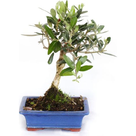 Bonsai Olea Europaea - Bonsai Ulivo - H 30-35 cm Vaso Ø 18 cm