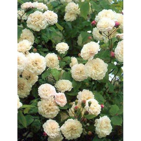 Rosier liane 'Félicité et Perpétue' Pot de 4L/5L