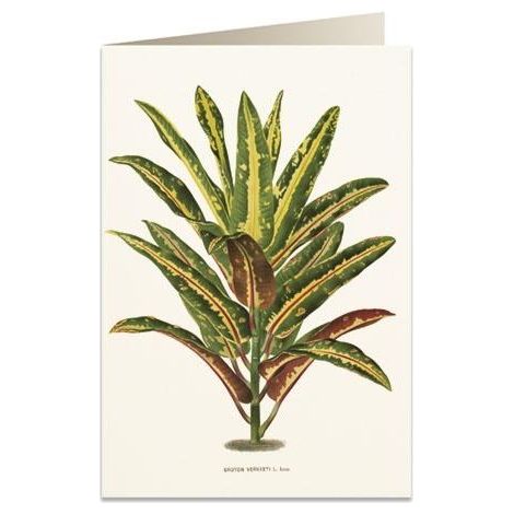 B6 Karte + Umschlag 6063 Dracaena Croton