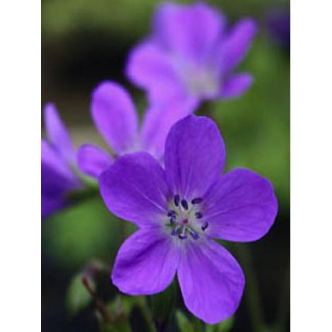 Géranium vivace des bois 'Bridget Lion' Godet de 8/9 cm (1/2)
