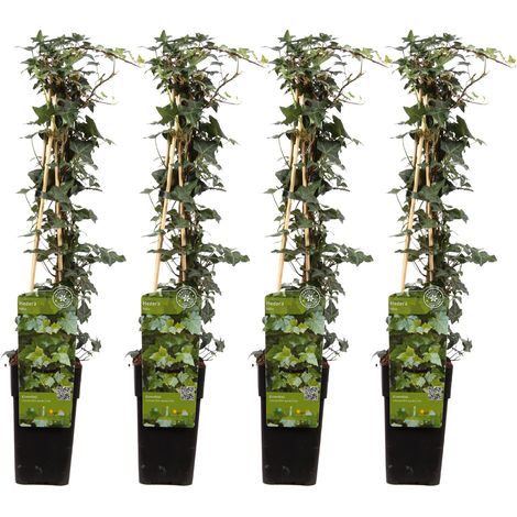 Lot de 4 Lierres Grimpants Hedera helix - Plante Verte Persistante - H65 cm Ø15 cm - PANGIVO