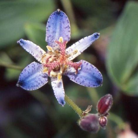 Lis orchidée Blaue/Godet