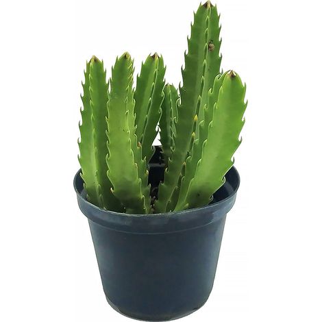 Stapelia hirsuta - stapelia a fiori rossi - vaso 10 cm (1/2)