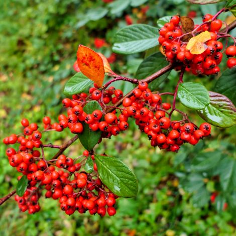 Cotonéaster laiteux - Cotoneaster lacteus 40/60 cm Pot 3L