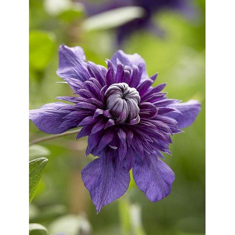 Clématite 'Kokonoe' Pot de 1L/1,5L