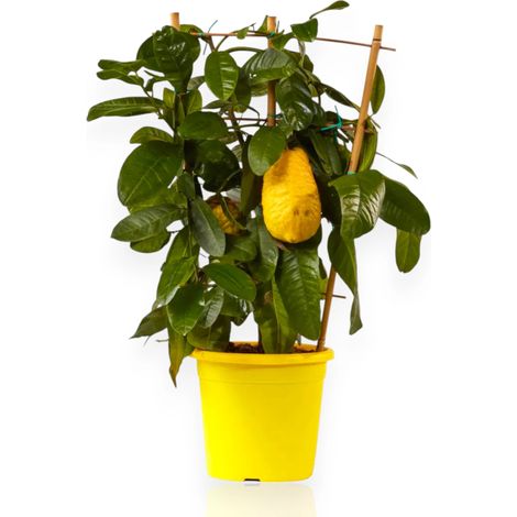 Gardenaria Cedro - Citrus medica - Pianta di agrume da frutto in vaso - Altezza: 70/80 cm (vaso 22) (1/5)