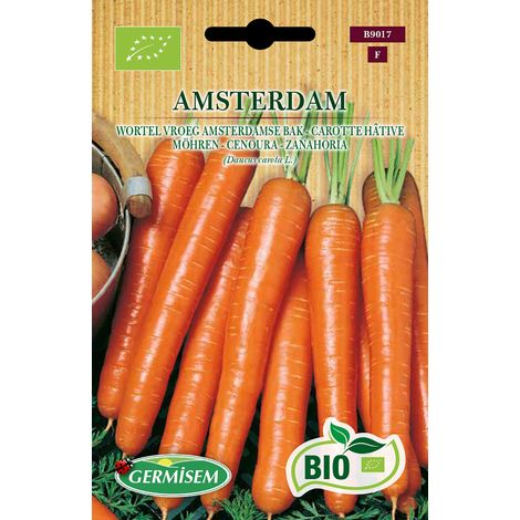 Bio Graines Carotte hâtive AMSTERDAM