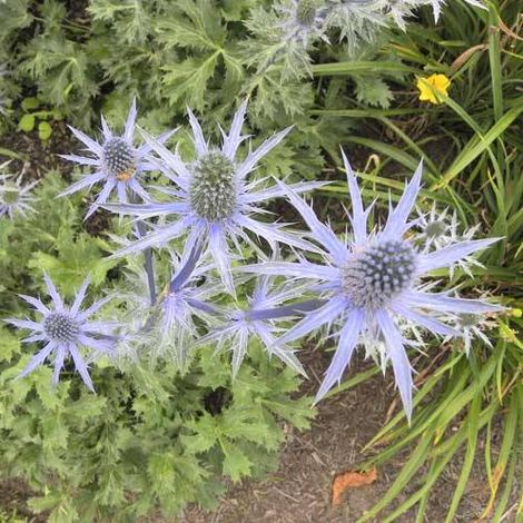 Chardon des Pyrénées Big blue | Conditionnement: Lot de 5 godets