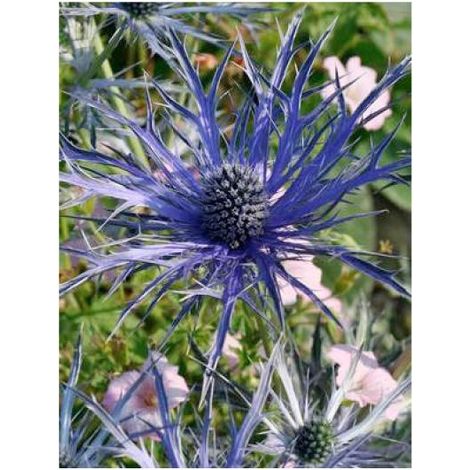 Panicaut, Chardon 'Violetta' Godet de 8/9 cm (1/2)
