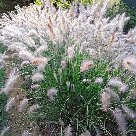 Gardenaria Pennisetum alopecuroides 'Cassian' - Graminacea ornamentale da esterno - Altezza: 40 cm (vaso 17)