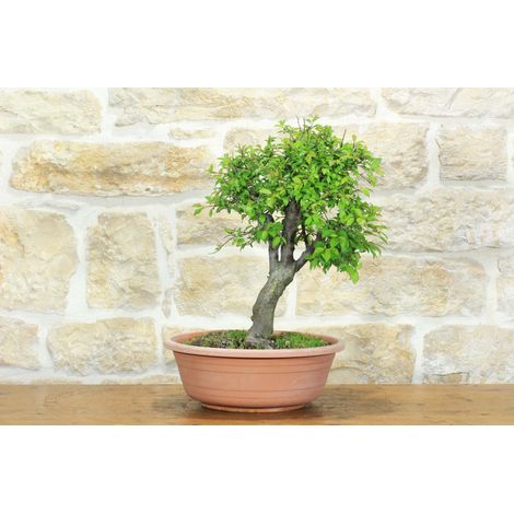 Pre bonsai di Albicocco selvatico (8)
