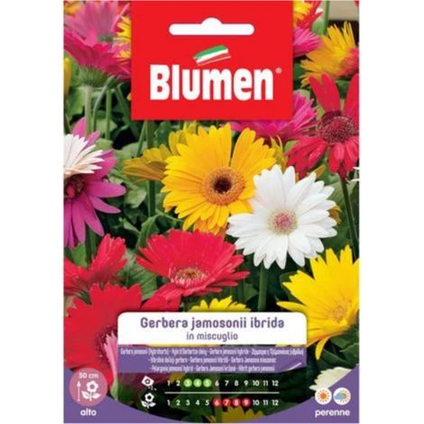 SEMI GERBERA JEMENSONII MIX
