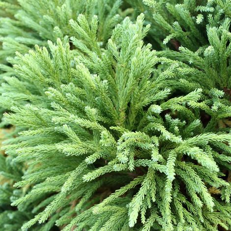 Cryptoméria du Japon Green Pearl - Cryptomeria japonica Green Pearl 15/25cm Pot 2,5L (1/4)