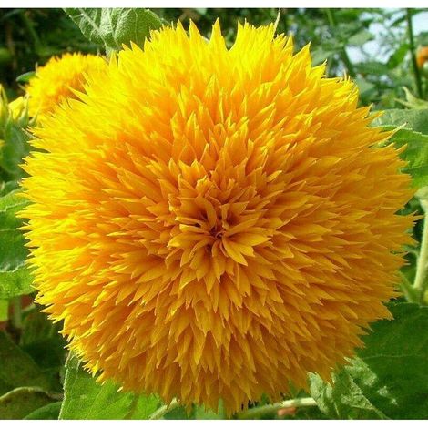 200 pièces Graines Tournesol Nain Teddy Bear – Jardin Extérieur, Fleurs Pompon Jaunes, Parfait pour Balcon et Petits Espaces (1/5)