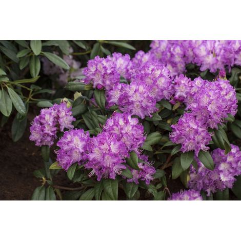 Rhododendron-Hybride 'Alfred' Rhododendron Hybr.'Alfred' C 5 30- 40 (1/5)