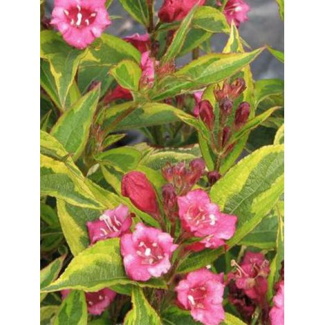 Weigela florida 'Brigela' Godet de 8/9 cm
