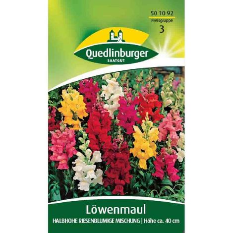 Quedlinburger Löwenmaul Halbhohe Mischung - Blumensamen (1/2)