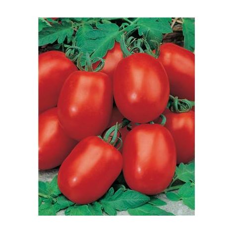 TOMATE ROMA VF