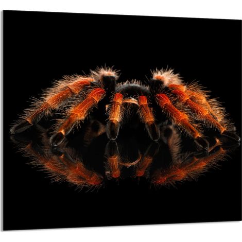 PANNELLO IN VETRO PER CUCINA 65x60 Spider (1/5)